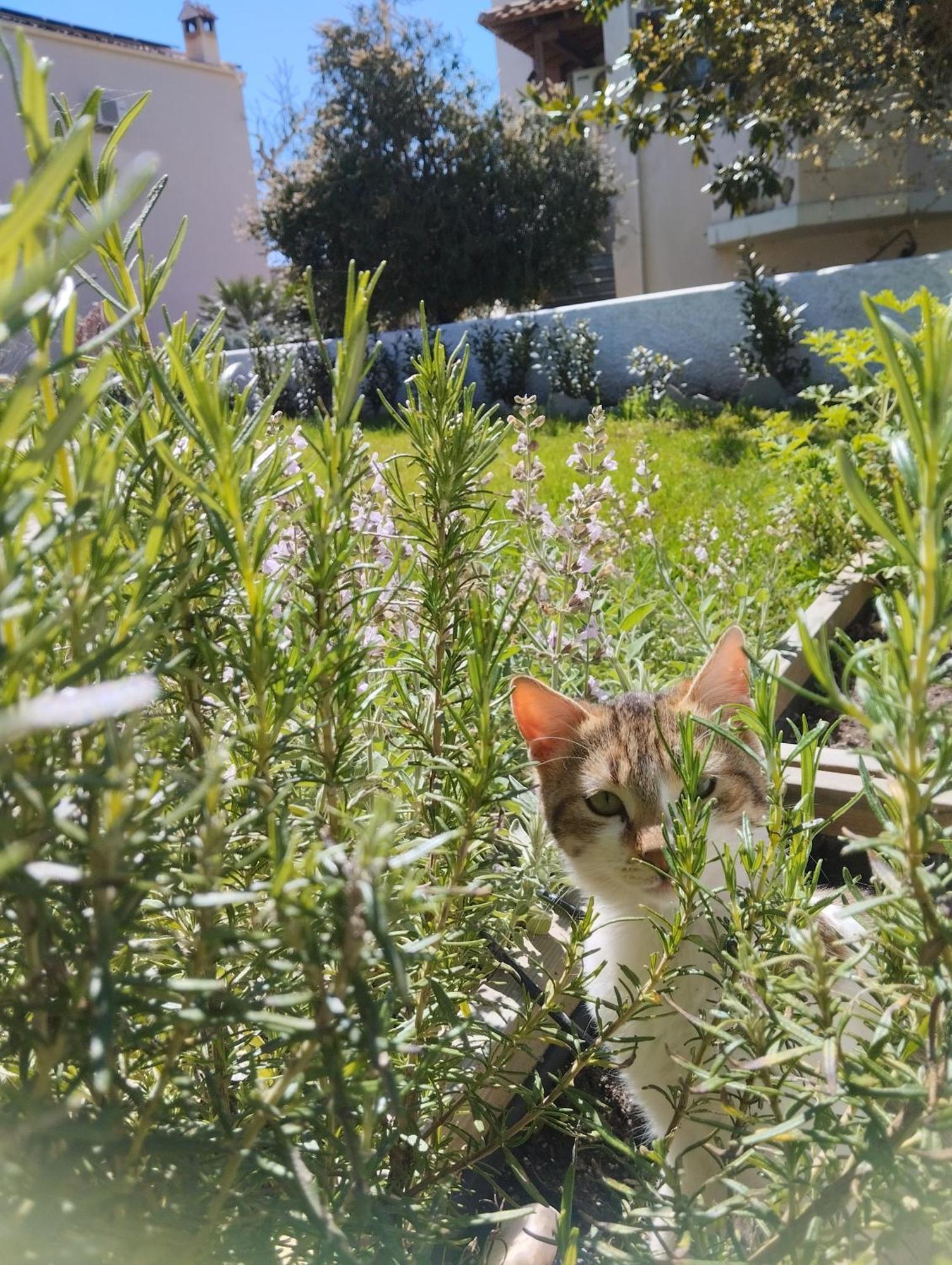 Theros Aegean Villa Nea Iraklitsa
